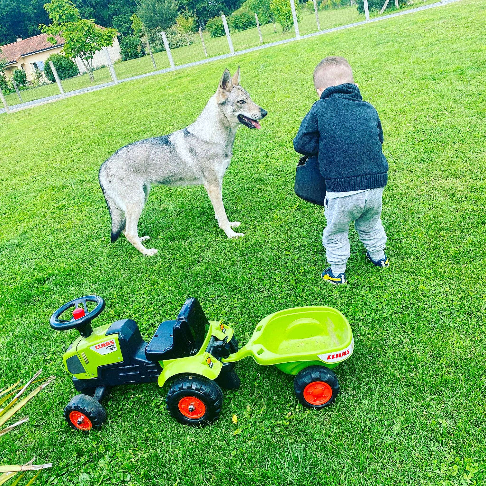Pataya a rejoint le concours — aidez-le/la à gagner de superbes lots ! agricultural_machinery, automotive_tire, carnivore, companion_dog, dog, fun, grass, grass_family, grassland, green, lawn, lawn_mower, meadow, mower, plant, tire, tree, vehicle, wheel, working_animal