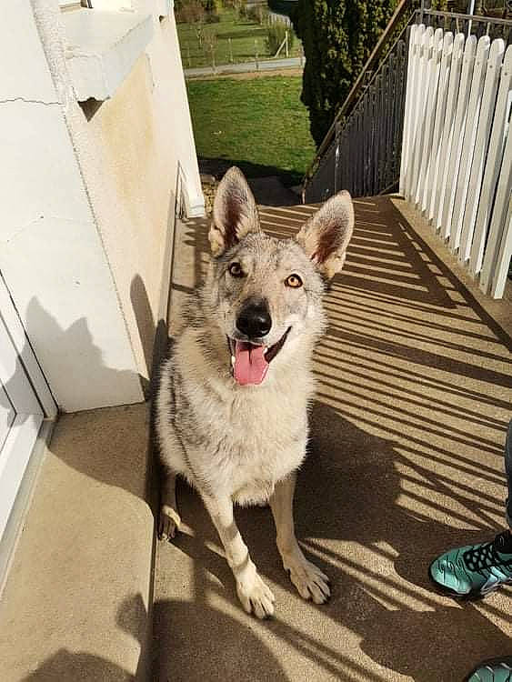 Pataya participe au concours pour gagner de l'argent avec cette photo : ancient_dog_breeds, backpack, canis, carnivore, collar, companion_dog, dog, dog_breed, fence, german_shepherd_dog, herding_dog, home_fencing, leash, luggage_and_bags, plant, tail, tree, wood, working_animal, working_dog