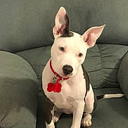 Cassie is registered to the contest to win money with this photo: dog, pet, indoor, couch, red_collar, bone_tag, white_fur, brown_fur, ears, sitting, canine, animal, domestic, companion, furniture, cute, alert, portrait, friendly, household