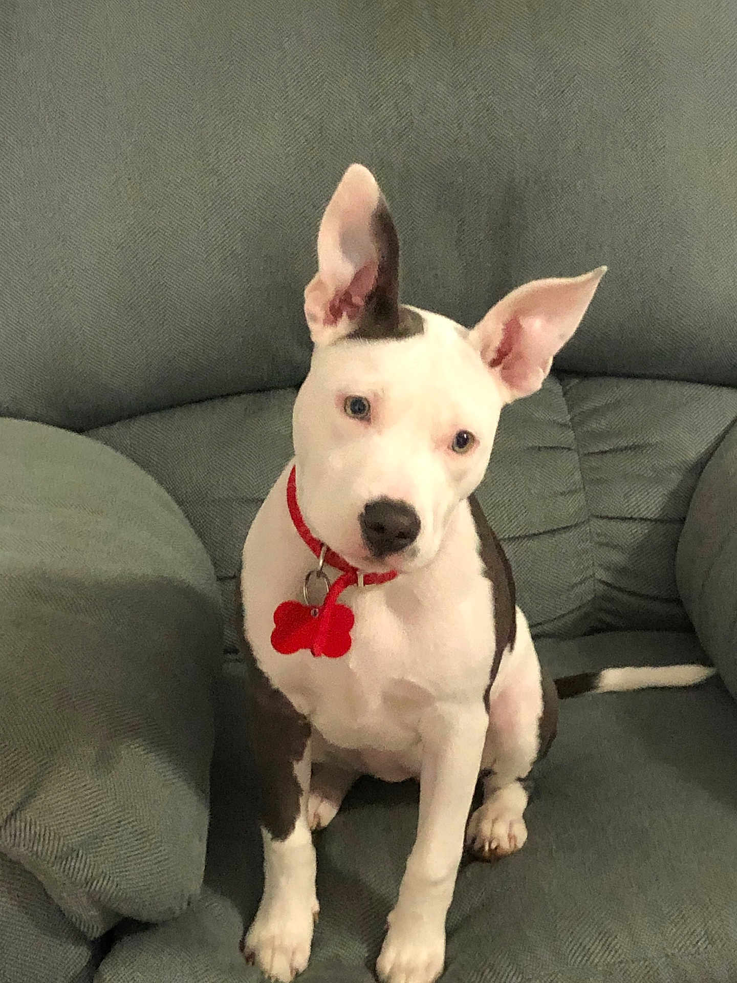 Cassie is registered to the contest to win money with this photo: dog, pet, indoor, couch, red_collar, bone_tag, white_fur, brown_fur, ears, sitting, canine, animal, domestic, companion, furniture, cute, alert, portrait, friendly, household