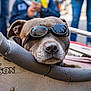 dog, goggles, close_up, pet, animal, brown_dog, portrait, outdoor, people, blurred_background, casual, resting, face, snout, fur, padded_surface, street, urban, leisure, cool