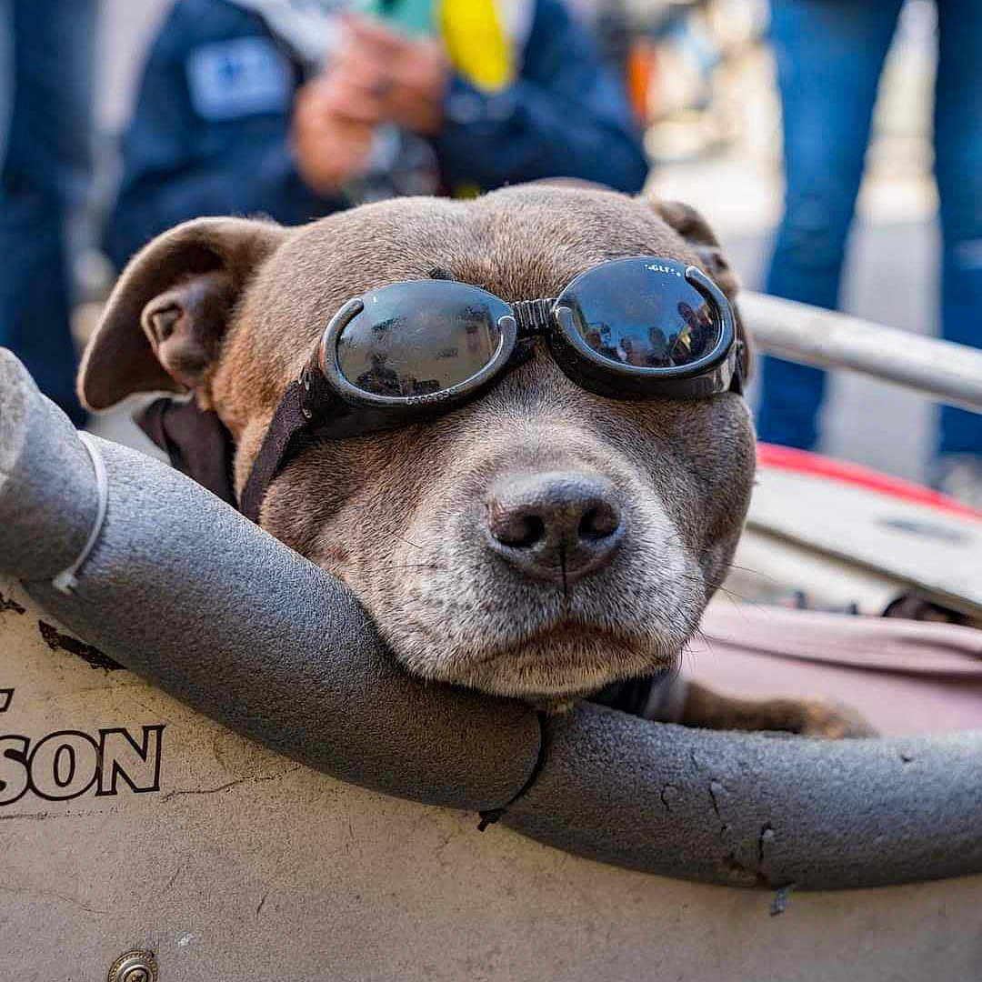 Maya a rejoint le concours — aidez-le/la à gagner de superbes lots ! animal, blurred_background, brown_dog, casual, close_up, cool, dog, face, fur, goggles, leisure, outdoor, padded_surface, people, pet, portrait, resting, snout, street, urban