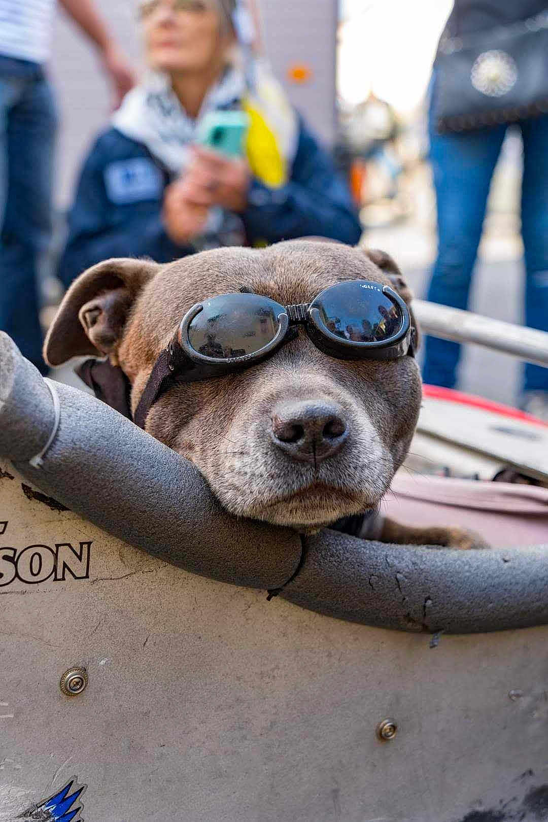 Maya a rejoint le concours — aidez-le/la à gagner de superbes lots ! dog, goggles, close_up, pet, animal, brown_dog, portrait, outdoor, people, blurred_background, casual, resting, face, snout, fur, padded_surface, street, urban, leisure, cool