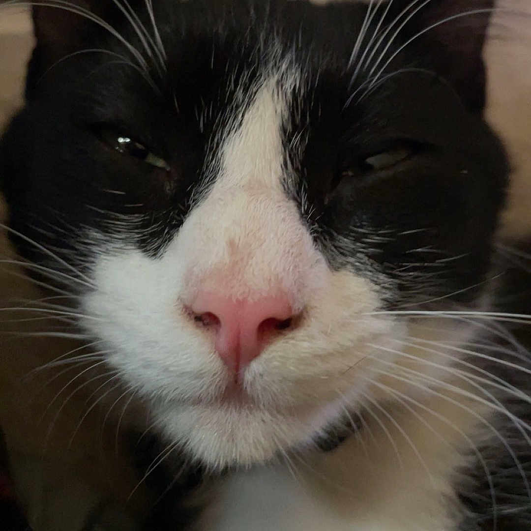 Junior is registered to the contest to win money with this photo: abyssinian, animal, architecture, bodypart, building, cat, couch, face, furniture, head, indoors, kitten, livingroom, manx, mouth, person, pet, photography, portrait, sleeping