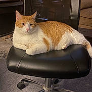 Freddie is registered to the contest to win money with this photo: cat, orange_and_white, chair, office_chair, fireplace, indoor, carpet, furniture, pet, relaxed, cozy, home, domestic_cat, mammal, whiskers, paw, fur, resting, looking, comfort