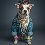 dog, pet, portrait, studio, denim_jacket, pearls, beaded_necklace, dollar_chain, hair_clips, scrunchies, paw_tattoo, paws, sitting, gray_background, accessories, fashion, costume, cute, closeup, expression