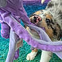 puppy, dog, toy, octopus, purple, carpet, playful, pet, cute, fur, closeup, indoor, animal, nose, tugging, paw, blue, green, soft, texture
