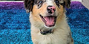 Seb is registered to the contest to win money with this photo: puppy, dog, smiling, happy, indoor, carpet, blue_rug, purple_rug, fur, collar, pet, canine, cute, young_dog, animal, floor, home, fireplace, photograph, portrait