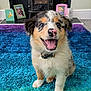 puppy, dog, smiling, happy, indoor, carpet, blue_rug, purple_rug, fur, collar, pet, canine, cute, young_dog, animal, floor, home, fireplace, photograph, portrait