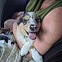 puppy, dog, pet, animal, cute, happy, smiling, tongue_out, car, seat, blanket, human_arm, holding, fur, nose, mouth, collar, indoor, closeup, friendship