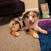 Seb joined the competition — help win amazing prizes! puppy, dog, carpet, rug, indoor, smiling, happy, pet, furry, cute, lying_down, home, cozy, animal, portrait, small_dog, colorful_rug, furniture, frame, background