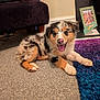 puppy, dog, carpet, rug, indoor, smiling, happy, pet, furry, cute, lying_down, home, cozy, animal, portrait, small_dog, colorful_rug, furniture, frame, background