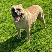 Penelope is registered to the contest to win money with this photo: dog, animal, canine, pet, grass, outdoor, sunlight, tongue_out, happy, mammal, nature, summer, greenery, standing, playful, friendly, daylight, cute, fur, smiling