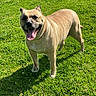 dog, animal, canine, pet, grass, outdoor, sunlight, tongue_out, happy, mammal, nature, summer, greenery, standing, playful, friendly, daylight, cute, fur, smiling