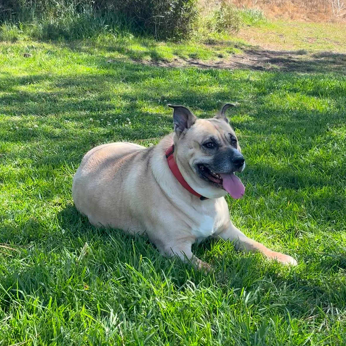 Penelope