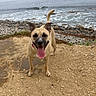 dog, beach, sea, rocks, water, sand, outdoor, animal, tongue, happy, pet, canine, nature, coast, waves, playful, summer, daytime, fur, collar