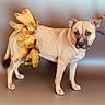 Penelope joined the competition — help win amazing prizes! dog, tutu, yellow, black, pet, animal, indoor, floor, standing, fur, ears, tail, cute, costume, portrait, looking, canine, domestic, mammal, neutral_background