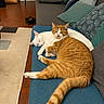 Winnie participe au concours pour gagner de l'argent avec cette photo : animal, carpet, cat, cats, couch, cozy, cute, domestic_animal, floor, furniture, indoor, living_room, orange_tabby, pet, pillow, relaxing, resting, sleeping, tabby_cat, white_cat