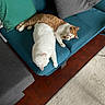 Winnie a rejoint le concours — aidez-le/la à gagner de superbes lots ! animal, blue_couch, cat, couch, cozy, cushion, domestic, feline, floor, fur, indoor, orange_cat, paw, pet, playful, resting, rug, sleeping, tile_floor, white_cat
