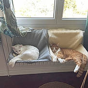 Winnie participe au concours pour gagner de l'argent avec cette photo : animal, cat, cozy, curtain, fleece, furniture, ginger_cat, hammock, home, indoor, paw, pets, radiator, relaxing, resting, sleeping, sunlight, tail, white_cat, window