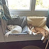 animal, cat, cozy, curtain, fleece, furniture, ginger_cat, hammock, home, indoor, paw, pets, radiator, relaxing, resting, sleeping, sunlight, tail, white_cat, window