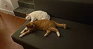 Winnie participe au concours pour gagner de l'argent avec cette photo : animal, calm, cat, couch, cozy, domestic_animal, feline, floor, indoor, orange_cat, pet, quiet, relaxing, resting, side_view, stairs, tile_floor, two_animals, warm_lighting, white_cat
