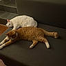 animal, calm, cat, couch, cozy, domestic_animal, feline, floor, indoor, orange_cat, pet, quiet, relaxing, resting, side_view, stairs, tile_floor, two_animals, warm_lighting, white_cat