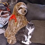 Boots joined the competition — help win amazing prizes! animal, ball, blanket, canine, cat, couch, cushion, dog, egyptiancat, football, furniture, homedecor, kitten, pet, plush, soccer, soccerball, sport, teddybear, toy