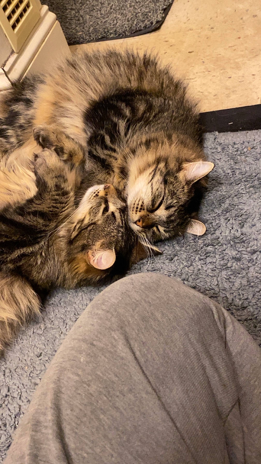 Nefertiti And Cleo is registered to the contest to win money with this photo: carnivore, cat, claw, cloud, comfort, domestic_short_haired_cat, felidae, flooring, foot, fur, human_leg, nap, paw, sleep, small_to_medium_sized_cats, snout, tail, terrestrial_animal, whiskers, wood