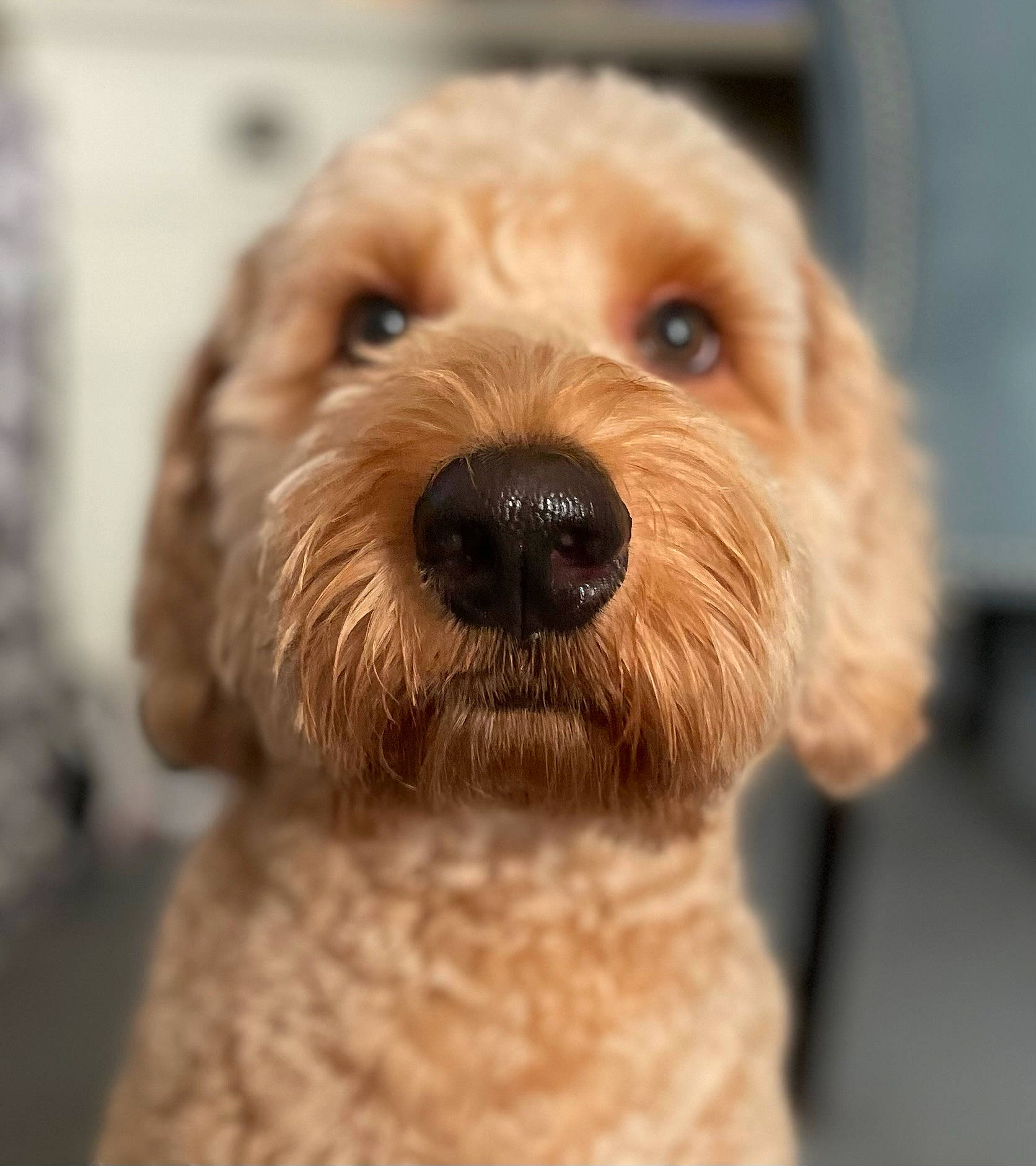 Oliver joined the competition — help win amazing prizes! canidae, carnivore, close_up, companion_dog, dog, dog_breed, dog_collar, fur, labradoodle, liver, maltepoo, pet_supply, poodle, poodle_crossbreed, small_terrier, snout, sporting_group, terrier, toy_dog, working_animal
