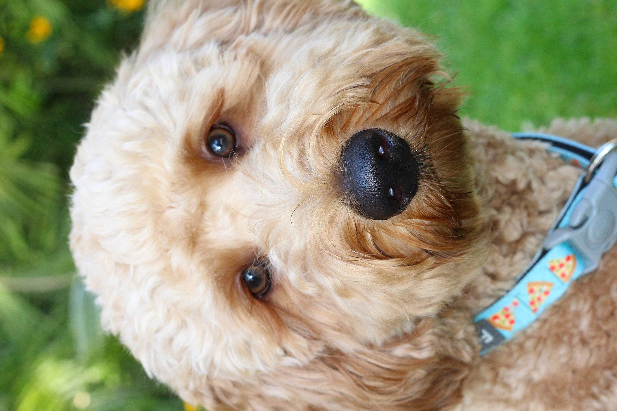 Oliver is registered to the contest to win money with this photo: canidae, carnivore, collar, companion_dog, dog, dog_breed, dog_collar, event, fawn, fur, grass, pet_supply, plant, snout, sporting_group, stuffed_toy, terrier, toy, toy_dog, working_animal