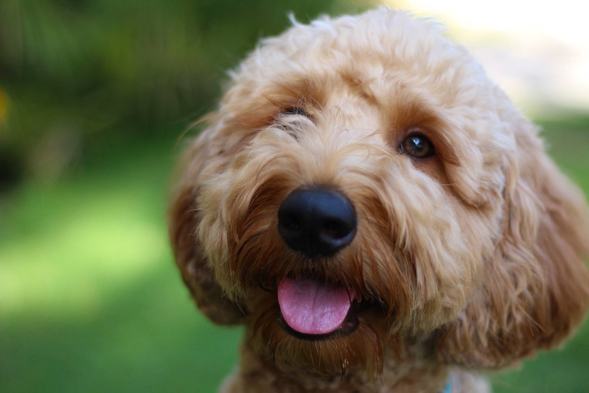 Oliver is registered to the contest to win money with this photo: carnivore, close_up, companion_dog, dog, dog_breed, fur, grass, labradoodle, liver, non_sporting_group, poodle, poodle_crossbreed, small_terrier, snout, sporting_group, terrestrial_animal, terrier, toy_dog, water_dog, working_animal