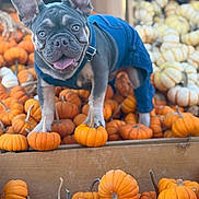 Moose joined the competition — help win amazing prizes! dog, french_bulldog, puppy, overalls, blue_clothing, pumpkin, orange, fall, autumn, harvest, crate, wood, pet, animal, cute, tongue_out, ears_up, outdoor, seasonal, festival
