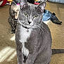 cat, gray_cat, tortoiseshell_cat, indoor, floor, household_items, collar, bell, pet, animal, feline, sitting, curious, messy_background, shadow, whiskers, ears, tail, two_cats, domestic