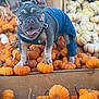 dog, french_bulldog, puppy, overalls, blue_clothing, pumpkin, orange, fall, autumn, harvest, crate, wood, pet, animal, cute, tongue_out, ears_up, outdoor, seasonal, festival