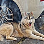 animal, bmw, canine, car, daylight, dog, driveway, fur, husky, lying_down, mammal, nature, outdoor, pet, relaxed, side_view, tire, tongue, transportation, vehicle