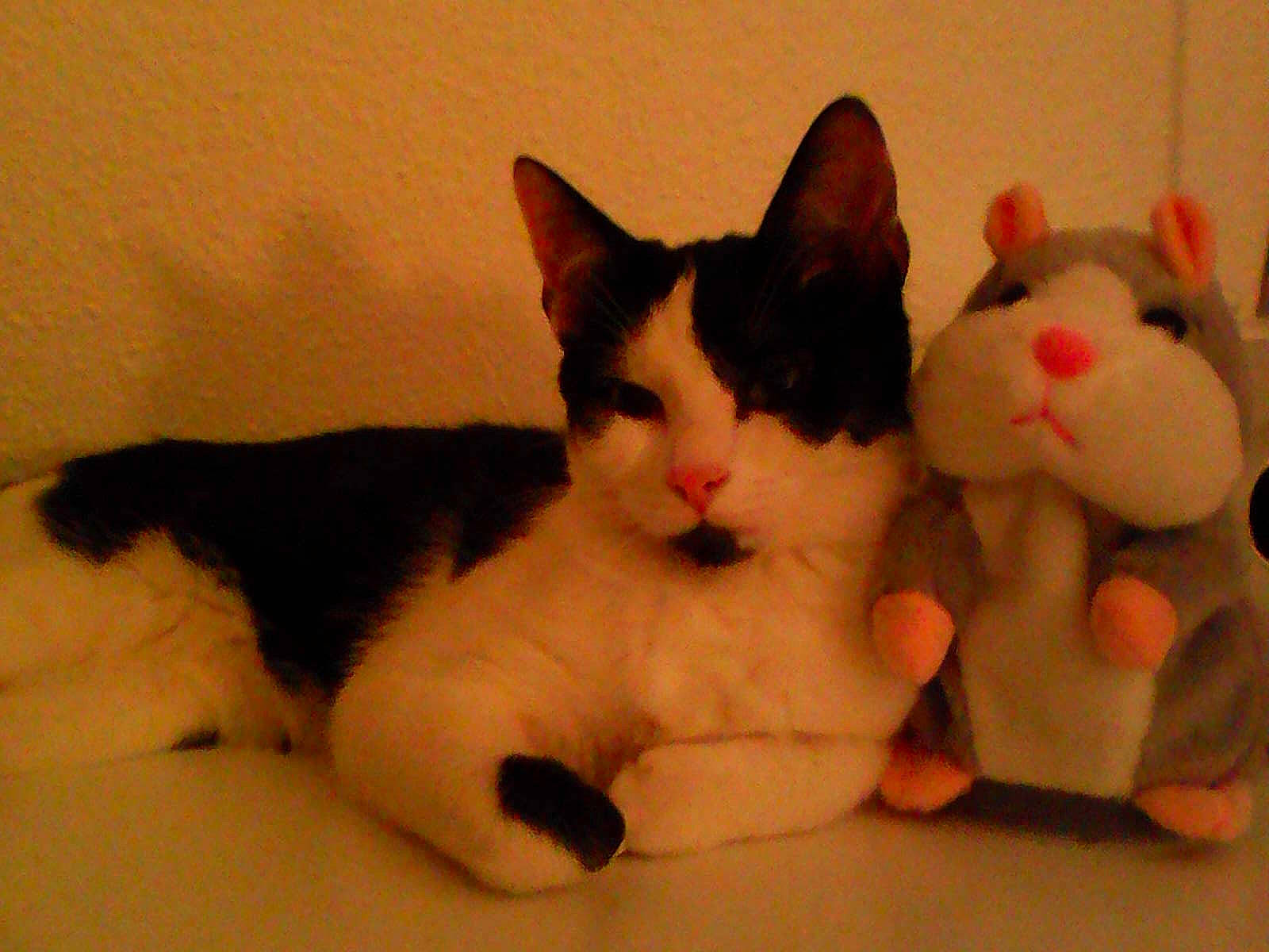 Lilie participe au concours pour gagner de l'argent avec cette photo : american_wirehair, carnivore, cat, domestic_short_haired_cat, eye, felidae, japanese_bobtail, kitten, mammal, nose, paw, plush, polydactyl_cat, skin, small_to_medium_sized_cats, snout, stuffed_toy, tail, toy, whiskers