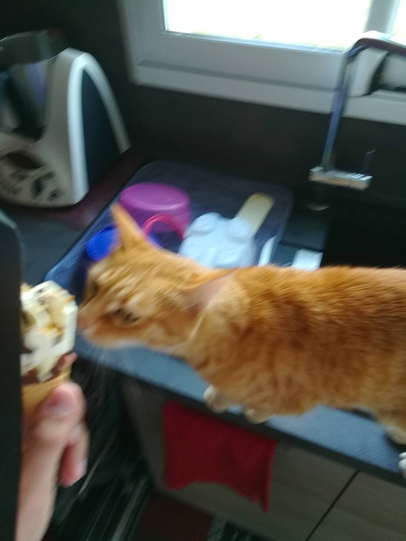 Chatouille a rejoint le concours — aidez-le/la à gagner de superbes lots ! carnivore, cat, comfort, daylighting, domestic_short_haired_cat, felidae, fur, nail, small_to_medium_sized_cats, tail, vertebrate, whiskers