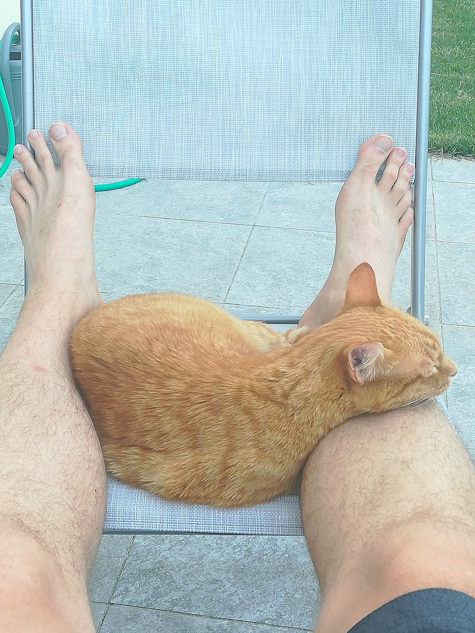 Chatouille a rejoint le concours — aidez-le/la à gagner de superbes lots ! ankle, barefoot, carnivore, cat, fawn, felidae, flesh, foot, human_leg, joint, nail, paw, skin, small_to_medium_sized_cats, toe, whiskers, wrist