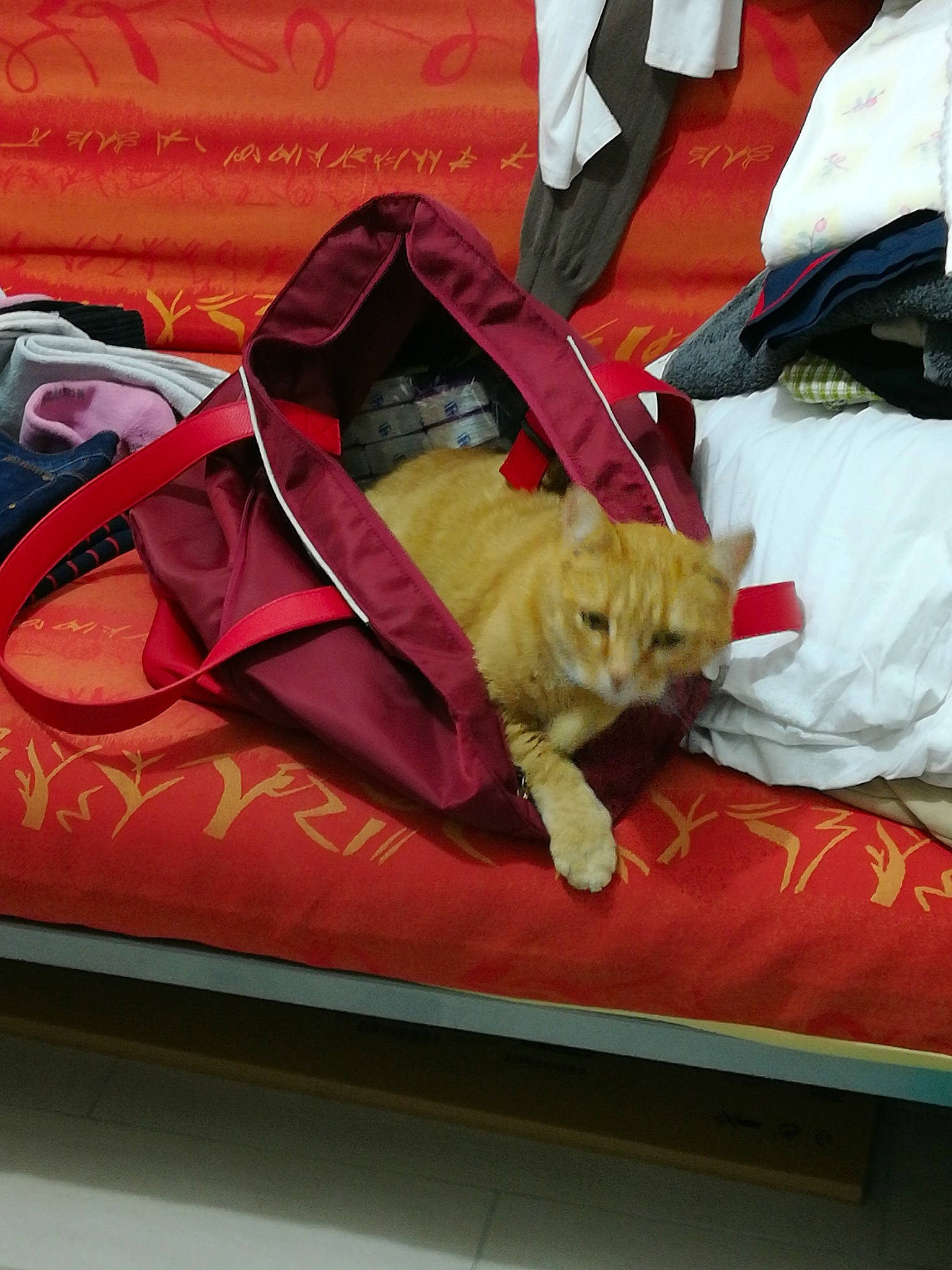 Chatouille participe au concours pour gagner de l'argent avec cette photo : bag, baggage, carmine, carnivore, cat, comfort, felidae, fur, small_to_medium_sized_cats, whiskers