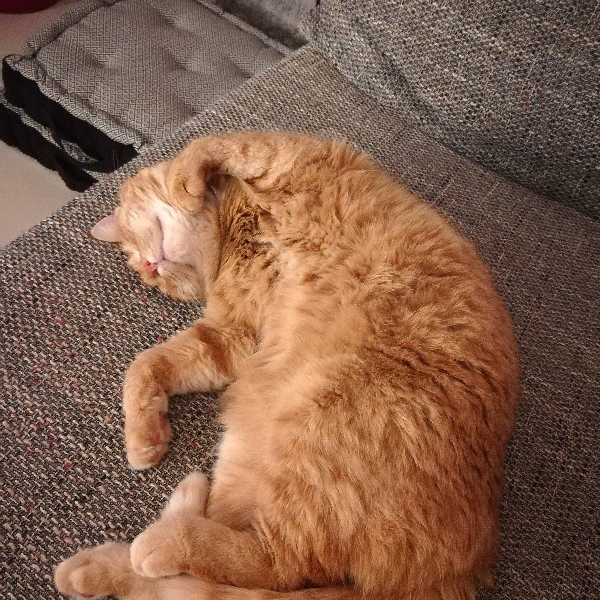 Chatouille a rejoint le concours — aidez-le/la à gagner de superbes lots ! beige, carnivore, cat, comfort, fawn, felidae, fur, paw, small_to_medium_sized_cats, sweater, tail, terrestrial_animal, vertebrate, whiskers, woven_fabric