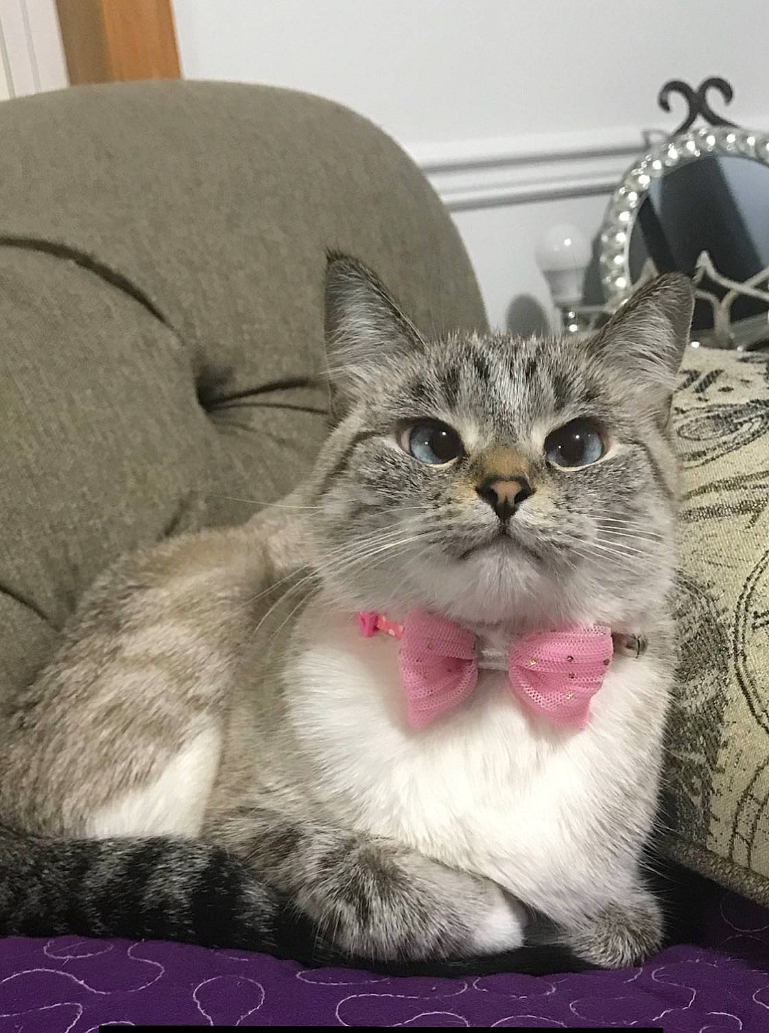 Angie joined the competition — help win amazing prizes! aegean_cat, american_wirehair, asian, australian_mist, british_shorthair, burmilla, carnivore, cat, domestic_short_haired_cat, european_shorthair, facial_expression, felidae, kitten, mammal, photo_caption, small_to_medium_sized_cats, snout, tabby_cat, vertebrate, whiskers