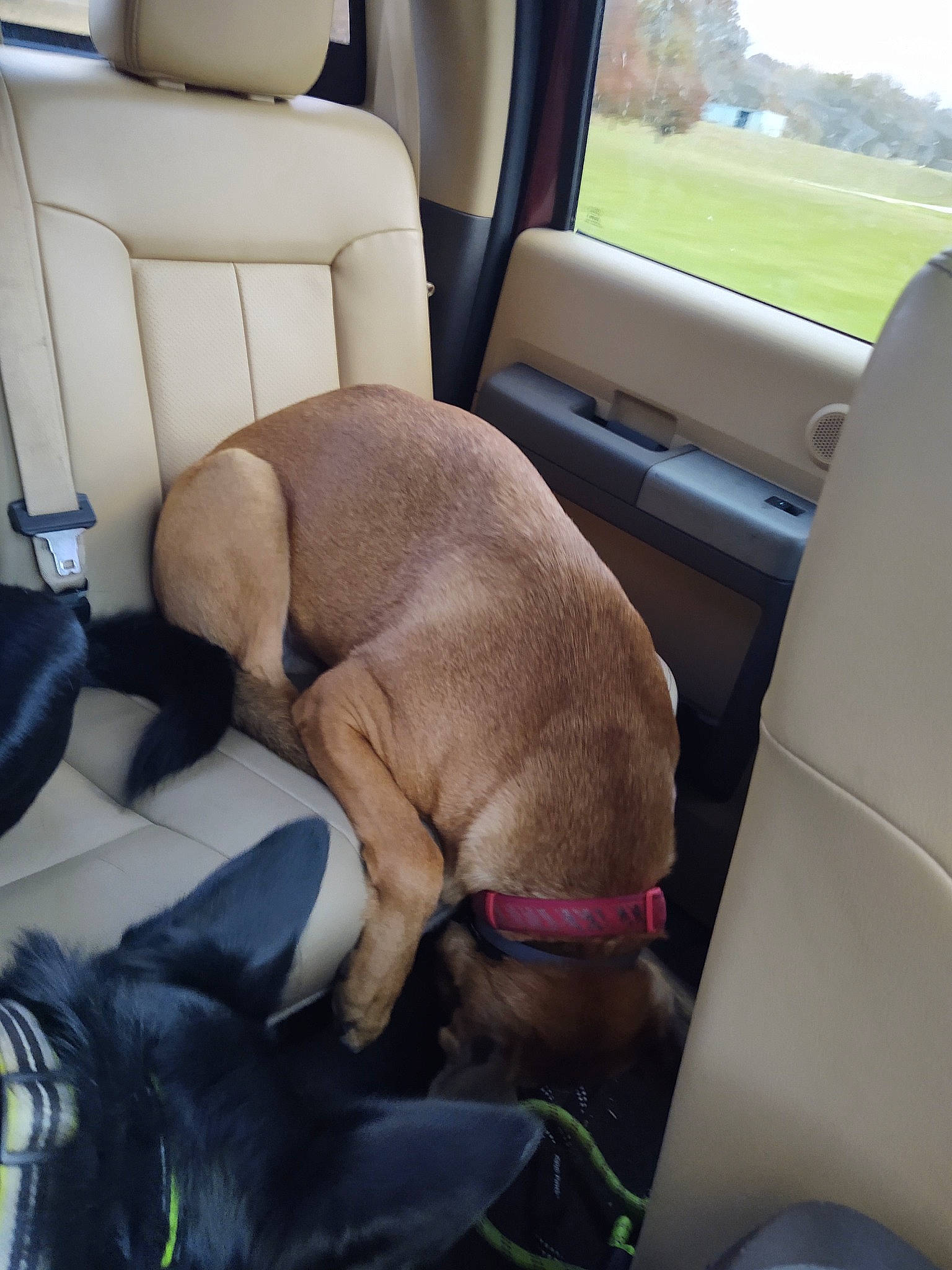 Kody is registered to the contest to win money with this photo: auto_part, automotive_exterior, car, car_seat, car_seat_cover, carnivore, collar, comfort, companion_dog, dog, dog_breed, dog_collar, family_car, fawn, head_restraint, liver, mode_of_transport, motor_vehicle, vehicle, vehicle_door