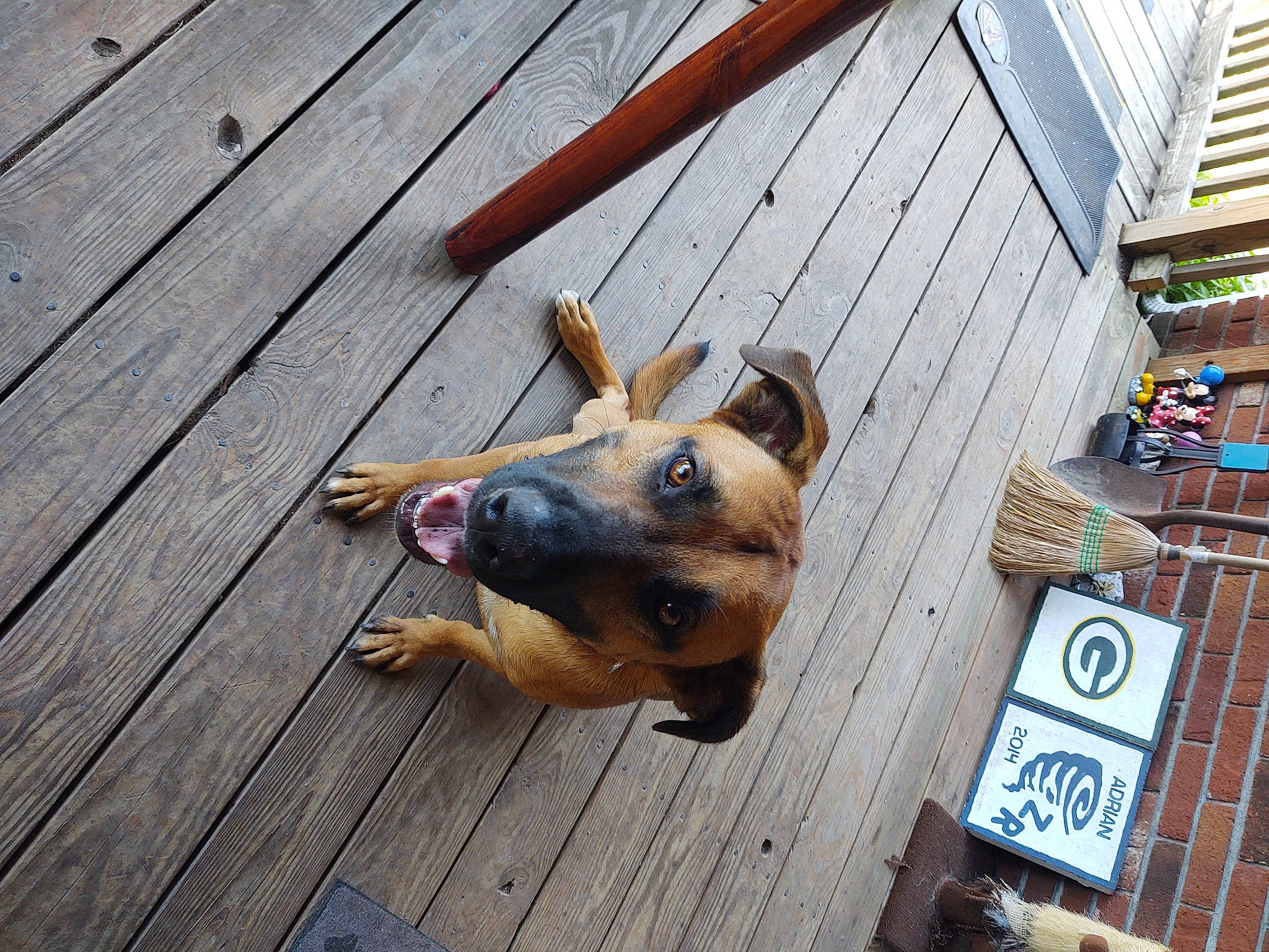 Kody is registered to the contest to win money with this photo: building, carnivore, collar, companion_dog, dog, dog_breed, dog_collar, dog_supply, fawn, flooring, hardwood, lumber, paw, pet_supply, plank, snout, wood, wood_stain, working_animal, working_dog