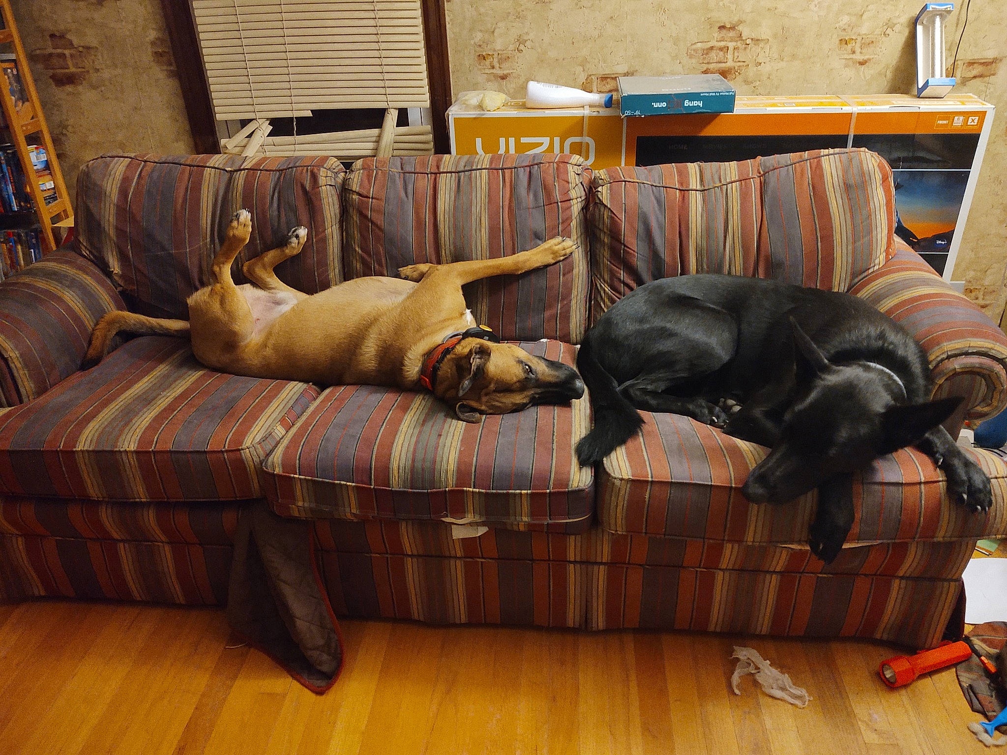 Kody is registered to the contest to win money with this photo: art, carnivore, comfort, companion_dog, dog_breed, fawn, floor, flooring, furniture, hardwood, interior_design, liver, living_room, picture_frame, room, sporting_group, studio_couch, textile, wood, working_animal