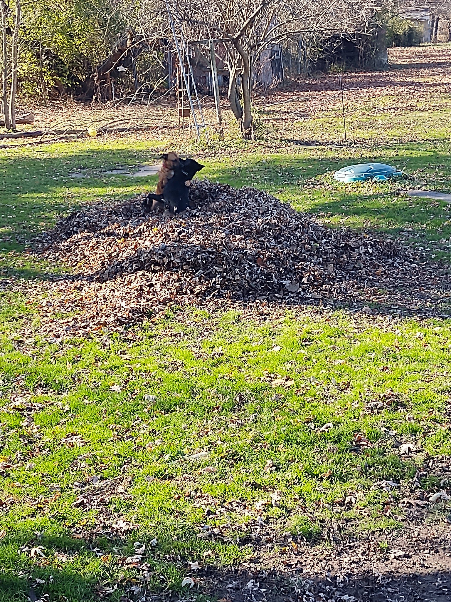 Kody joined the competition — help win amazing prizes! field, flower, flowering_plant, garden, grass, grassland, groundcover, land_lot, landscape, lawn, meadow, natural_landscape, nature_reserve, pasture, people_in_nature, plant, plant_community, shrub, soil, tree