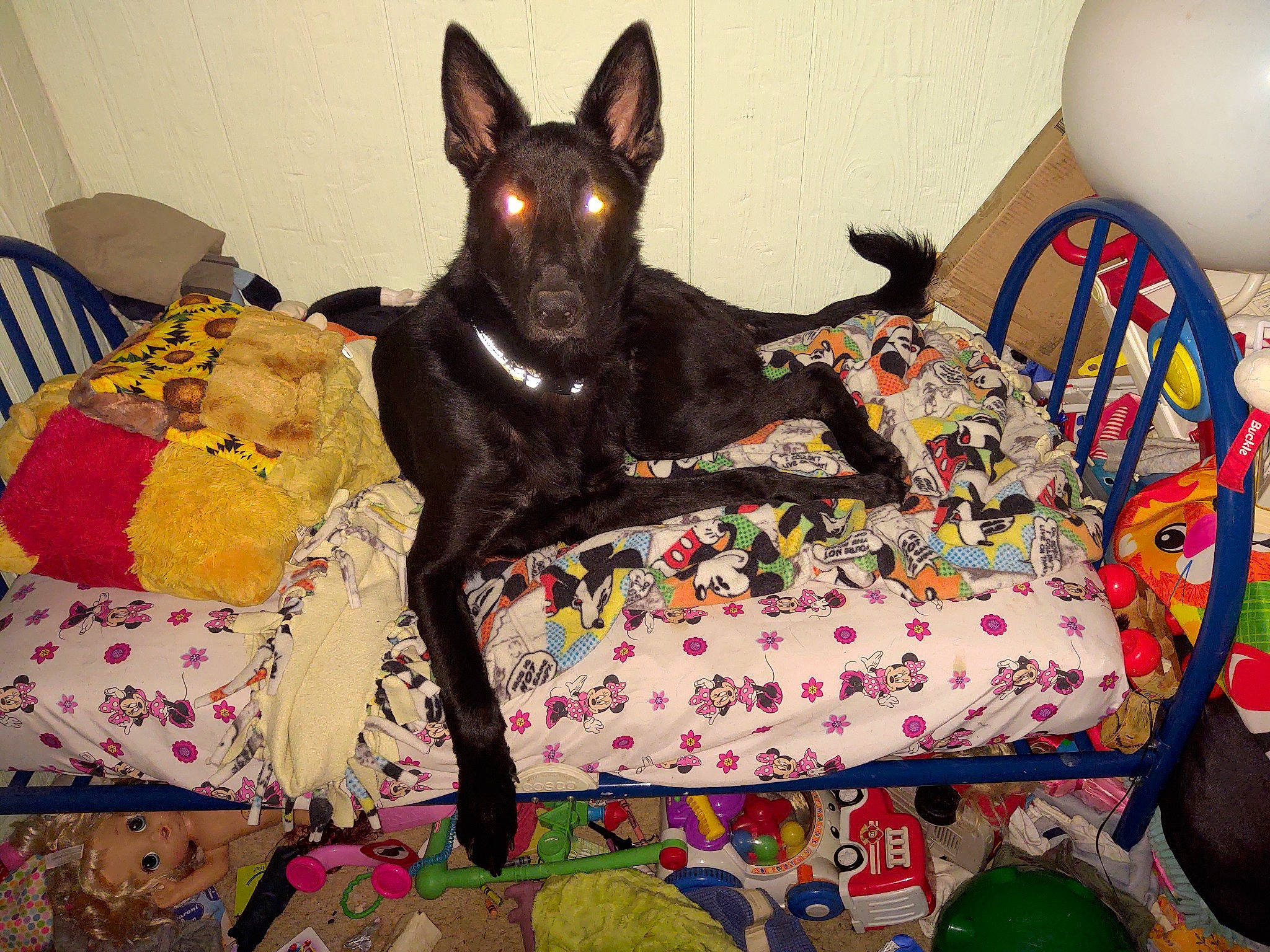 Dexter joined the competition — help win amazing prizes! balloon, canidae, carnivore, chair, comfort, companion_dog, couch, dog, dog_breed, dog_supply, fawn, furniture, guard_dog, linens, liver, room, sporting_group, toy_dog, whiskers, working_animal