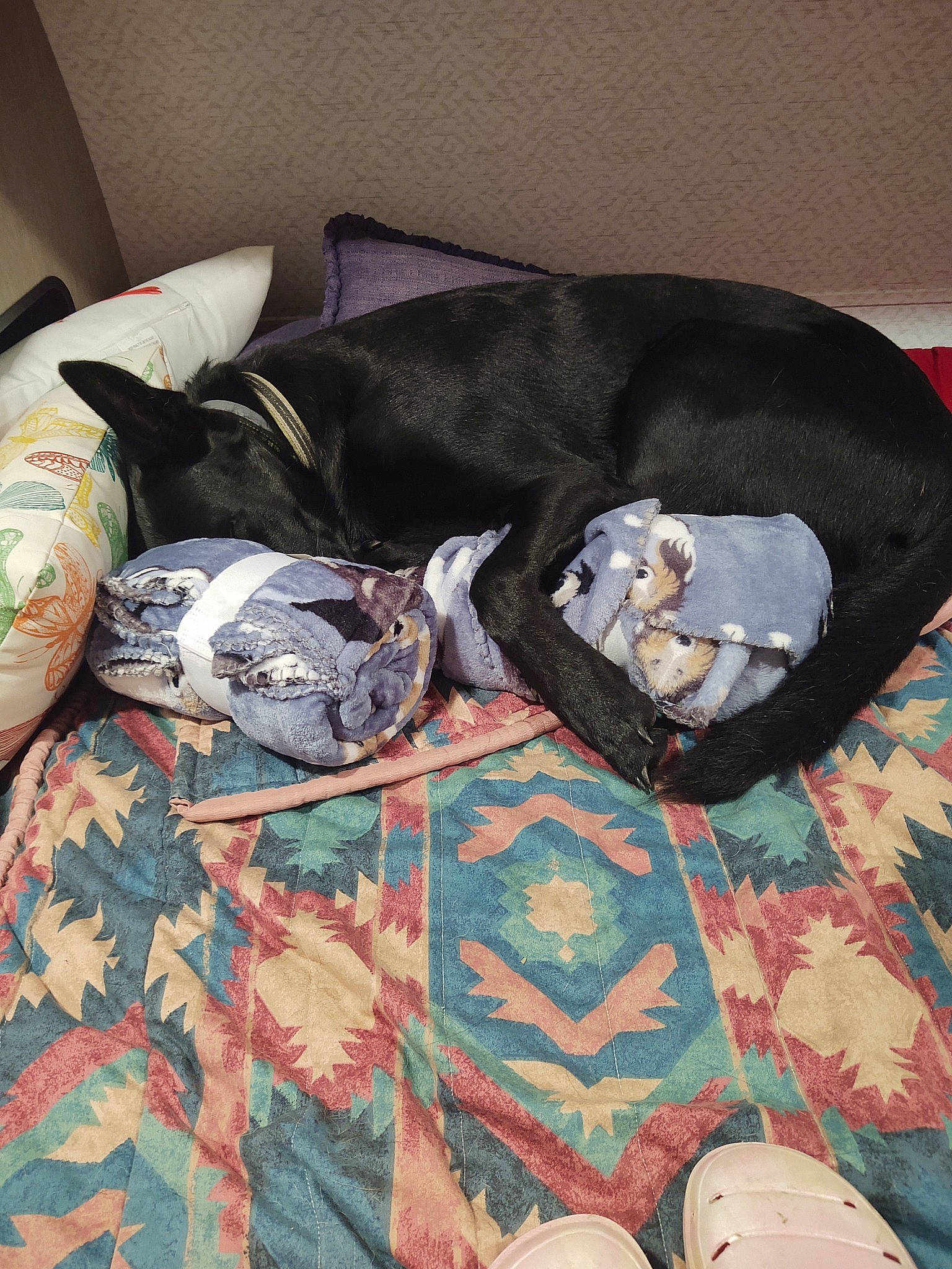 Dexter is registered to the contest to win money with this photo: bag, carmine, carnivore, comfort, companion_dog, couch, dog_breed, dog_supply, felidae, flooring, fur, grey, hardwood, linens, luggage_and_bags, pattern, pet_supply, room, sporting_group, tail