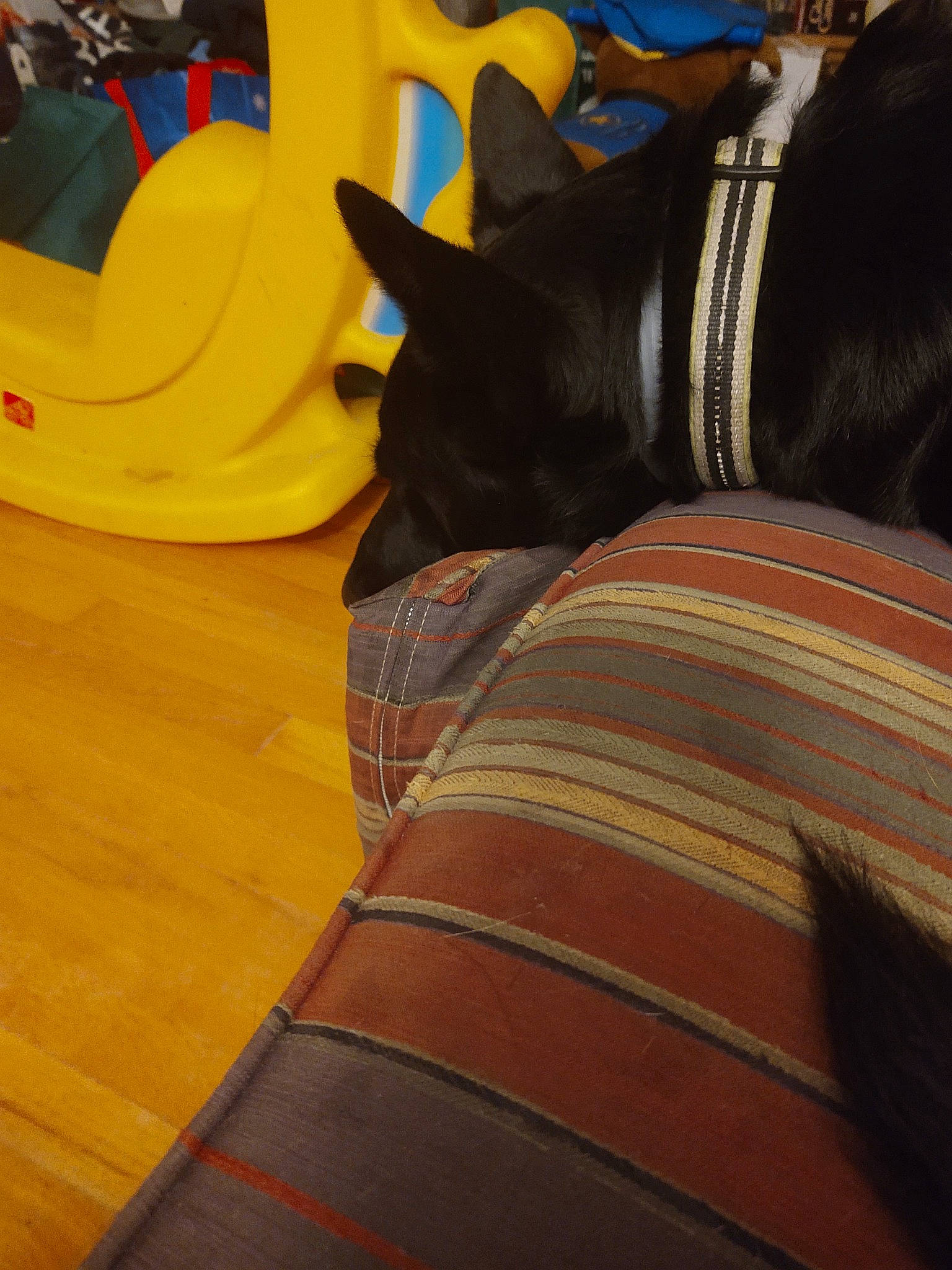 Dexter joined the competition — help win amazing prizes! carnivore, comfort, companion_dog, denim, dog_breed, elbow, felidae, flooring, foot, hardwood, human_leg, knee, leg, personal_protective_equipment, sleeve, sportswear, thigh, varnish, whiskers, wood