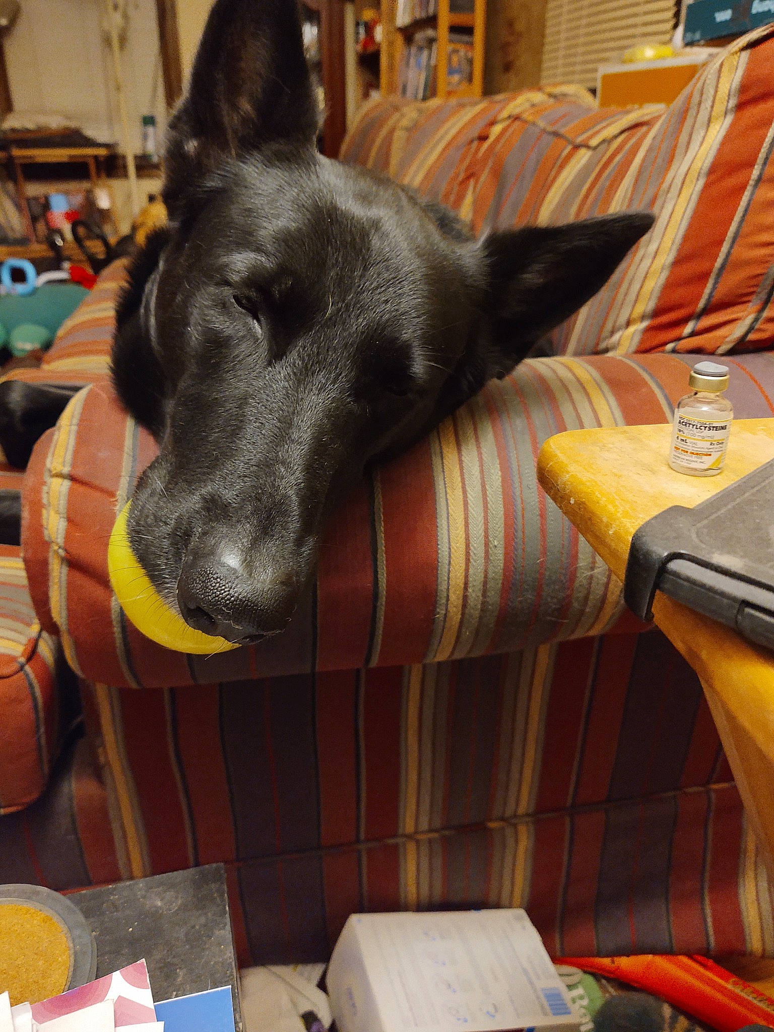 Dexter joined the competition — help win amazing prizes! canidae, carnivore, chair, comfort, companion_dog, dog, dog_breed, ear, fawn, felidae, fur, guard_dog, metal, non_sporting_group, room, snout, sporting_group, whiskers, wood, working_animal